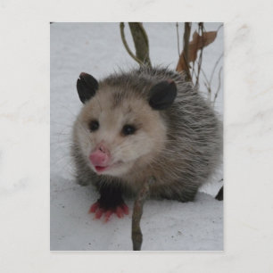 Opossum Postkarte