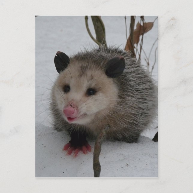 Opossum Postkarte (Vorderseite)