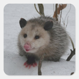 Opossum Quadratischer Aufkleber