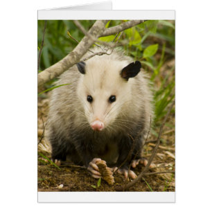 Opossums sind - Opossum Didelphimorphia hübsch