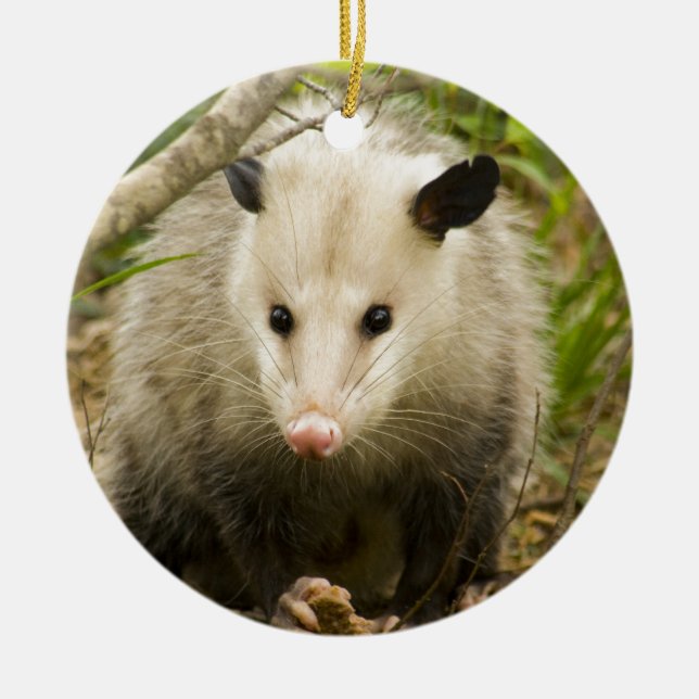 Opossums sind - Opossum Didelphimorphia hübsch Keramik Ornament (Vorne)