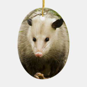 Opossums sind - Opossum Didelphimorphia hübsch Keramikornament