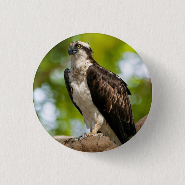 Opsrey in Colorado Button (Vorderseite)