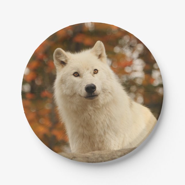 Optimismus Pappteller (Vorderseite)