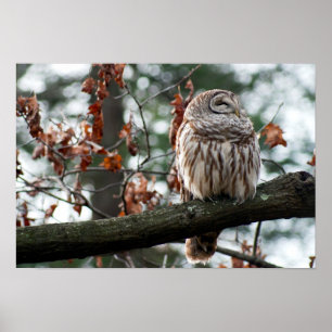 Optimistische Eule Poster