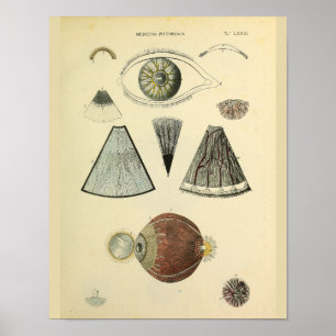 Optometrie-Augenanatomie Medizinischer Kunstdruck Poster