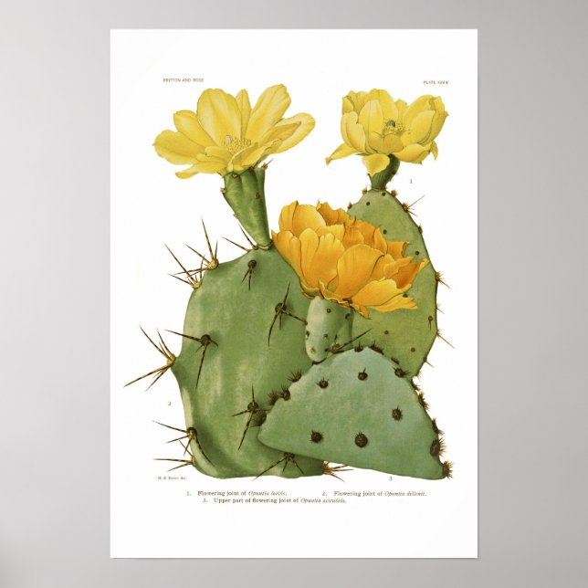 Opuntias Poster (Vorne)