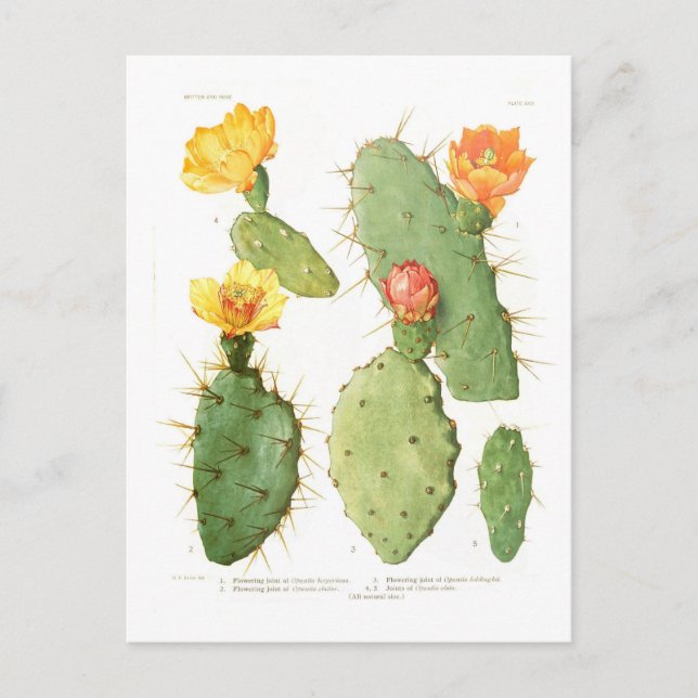 Opuntias Postkarte (Vorderseite)