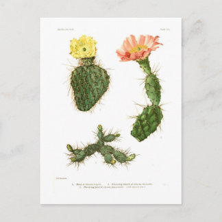 Opuntias Postkarte