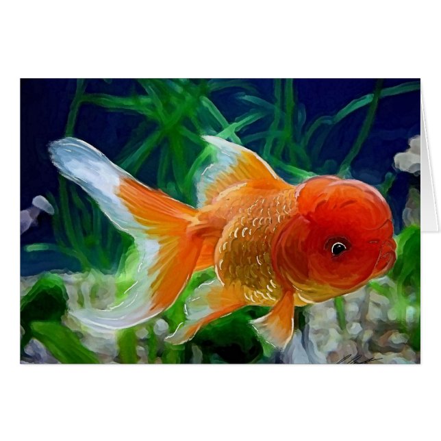 Oranda Goldfisch (Vorderseite (Horizontal))