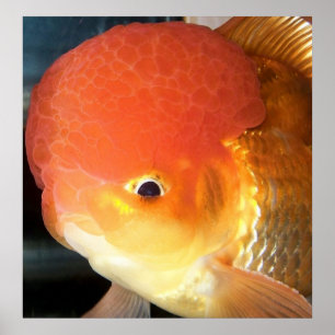 Oranda Goldfisch-Foto Poster