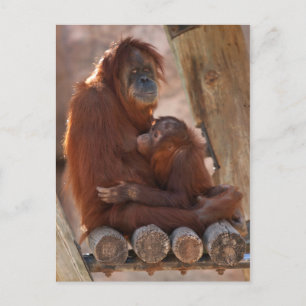 Orang Mother & Child 7312 Postkarte