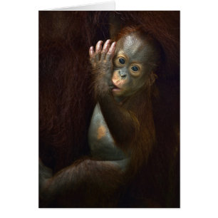 Orang-Utan