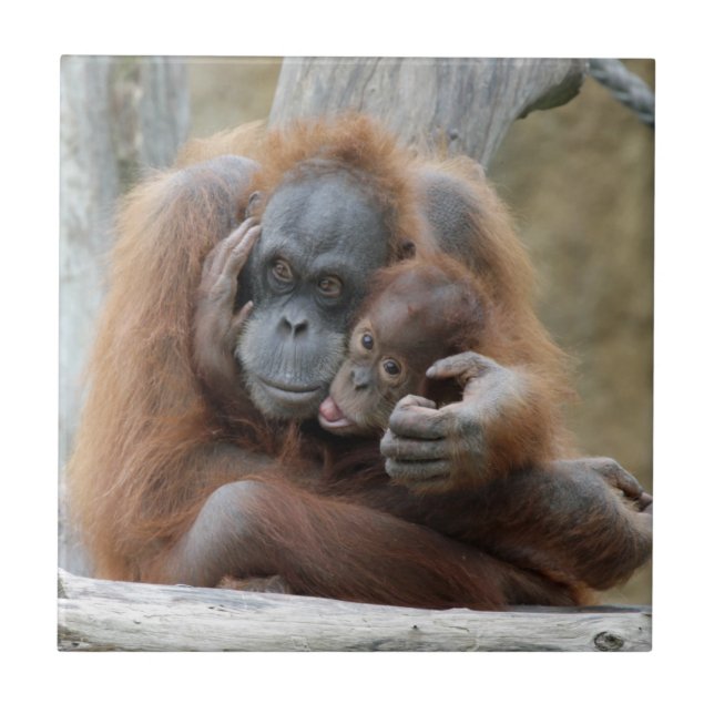 Orang Utan 001 Fliese (Vorderseite)