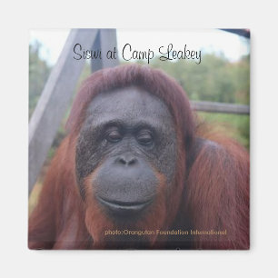 Orang-Utan am Lager Leakey, Kalimantan Borneo Magnet