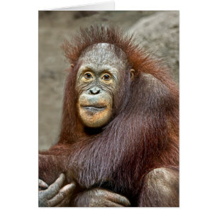 Orang-Utan Baby