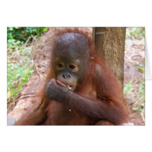 Orang-Utan Baby in der Borneo-Dschungel-Schule