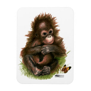 Orang-Utan-Baby und Schmetterling Magnet