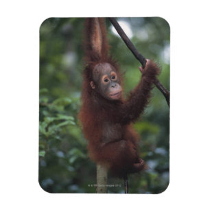 Orang-Utan Babykletternder Liana Magnet
