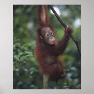 Orang-Utan Babykletternder Liana Poster