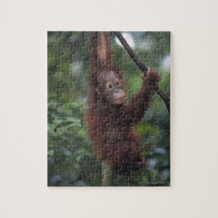 Orang-Utan Babykletternder Liana Puzzle