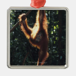 Orang-Utan, der an Liana 2 hängt Silbernes Ornament
