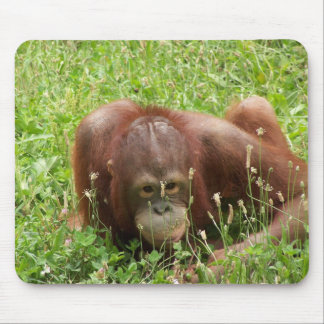 Orang-Utan Fell u. Suchvorgang Mousepad