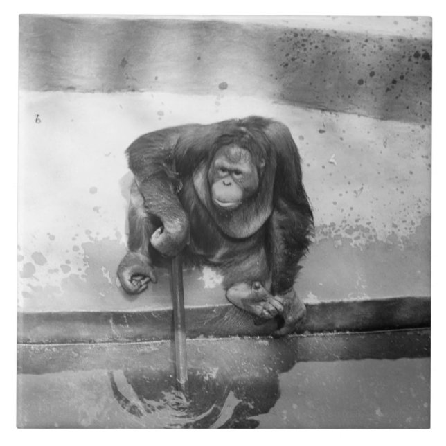 Orang-Utan Fliese (Vorderseite)