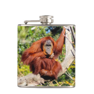 Orang-Utan Foto Flachmann
