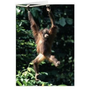 Orang-Utan in Borneo