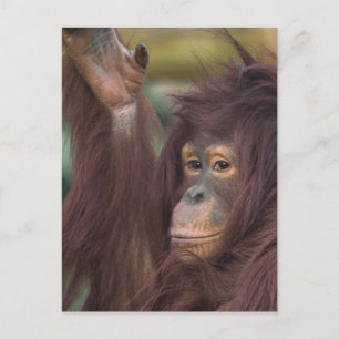 Orang-Utan Kayan Postkarte