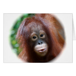 Orang-Utan Kleinkind