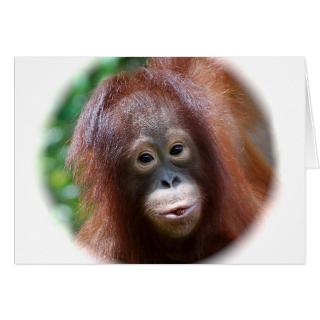 Orang-Utan Kleinkind (Vorderseite (Horizontal))