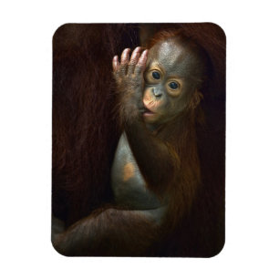 Orang-Utan Magnet