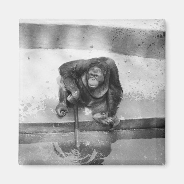 Orang-Utan Magnet (Vorne)