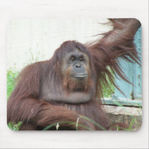 Orang-Utan Mousepad