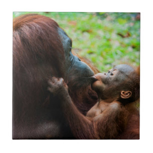 Orang-Utan-Mutter mit Baby Fliese