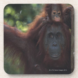 Orang-Utan Mutter mit Baby Getränkeuntersetzer