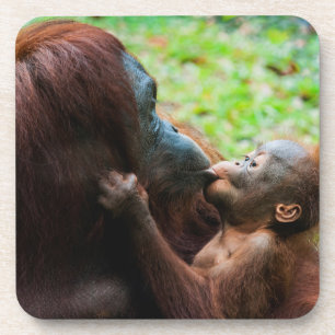 Orang-Utan-Mutter mit Baby Getränkeuntersetzer
