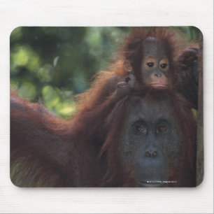 Orang-Utan Mutter mit Baby Mousepad