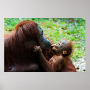Orang-Utan-Mutter mit Baby Poster
