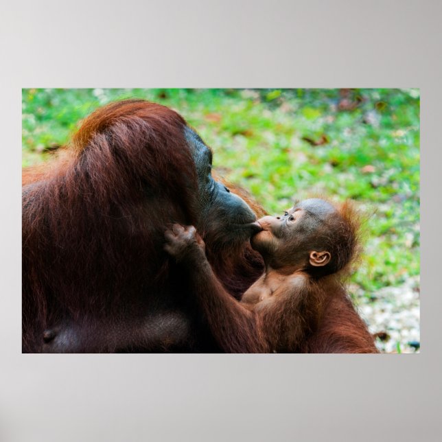 Orang-Utan-Mutter mit Baby Poster (Vorne)