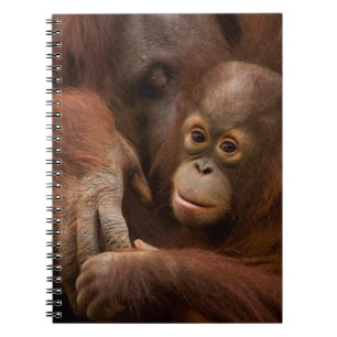 Orang-Utan-Mutter und Baby im Zoo Notizblock