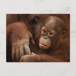 Orang-Utan-Mutter und Baby im Zoo Postkarte