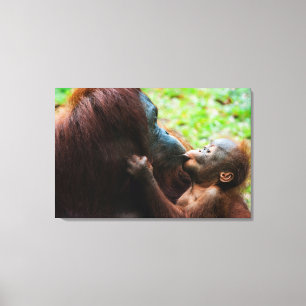 Orang-Utan-Mutter und Baby Leinwanddruck