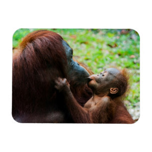 Orang-Utan-Mutter und Baby Magnet