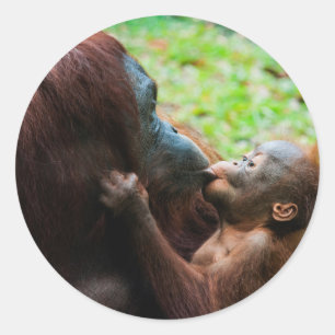 Orang-Utan-Mutter und Baby Runder Aufkleber