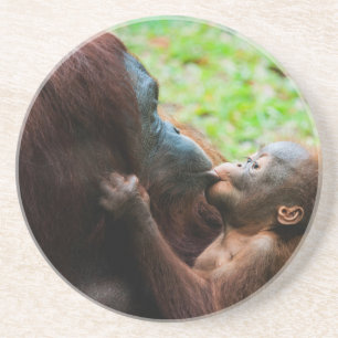 Orang-Utan-Mutter und Baby Sandstein Untersetzer