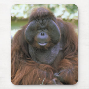 Orang-Utan Pongo Pygmaeus Mousepad