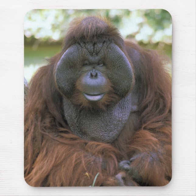 Orang-Utan Pongo Pygmaeus Mousepad (Vorne)